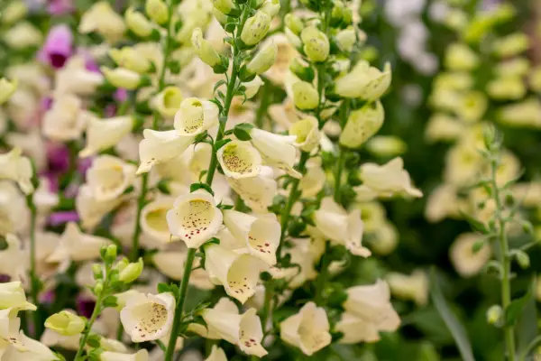 Digitalis purpurea 