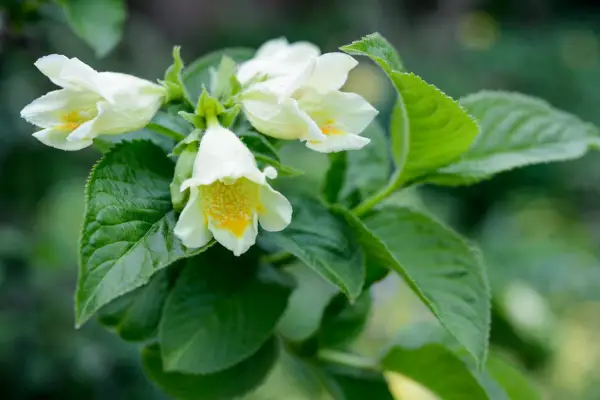 Weigela middendorffiana
