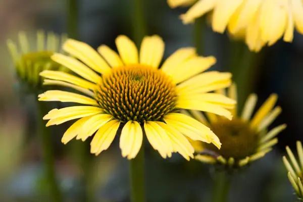 Echinacea ‘Shiny’