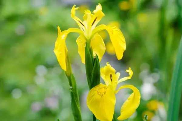 Yellow flag iris, Iris pseudacorus