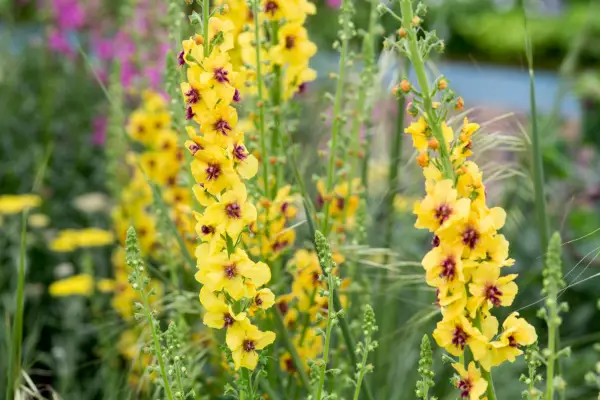 Verbascum 