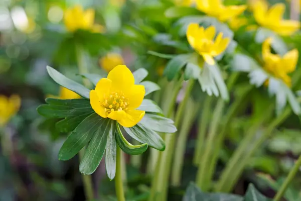 Winter aconite