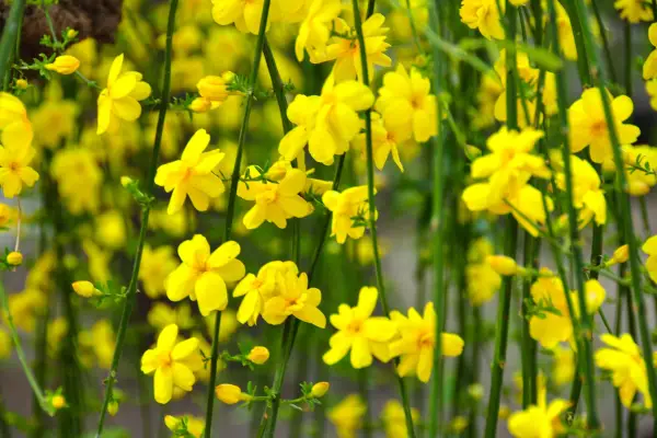 Winter jasmine, Jasmine nudiflorum. Getty images