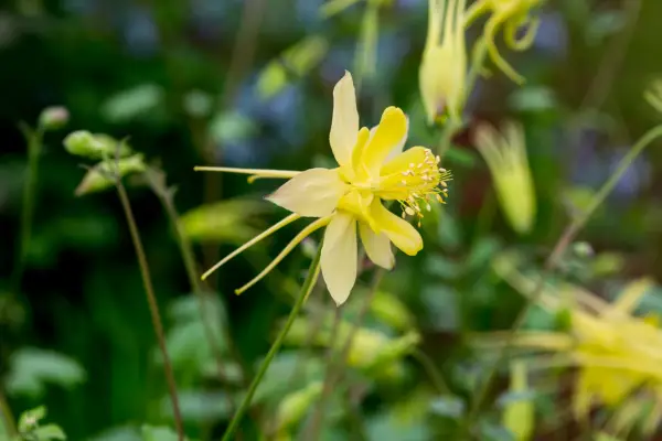 Aquilegia longissima