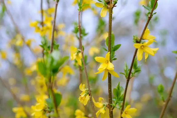 Forsythia x intermedia 