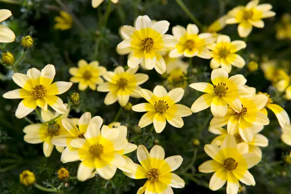 Bidens 