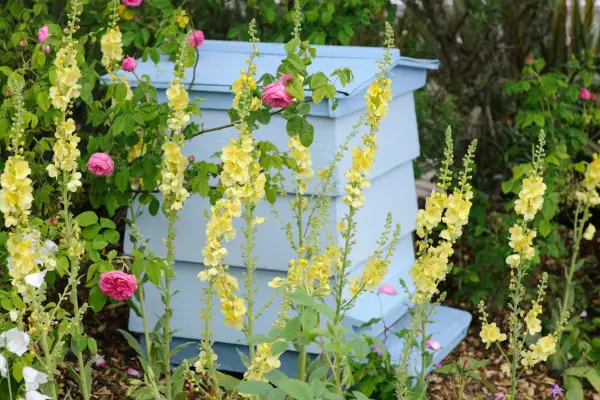 Plante cu flori galbene