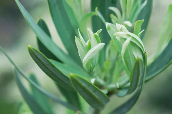 Podocarpus elongatus „Blue Chip”
