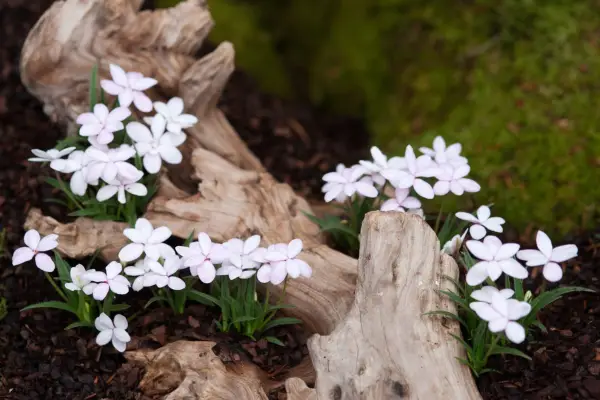 Rodohipoxis 'Amanhecer'