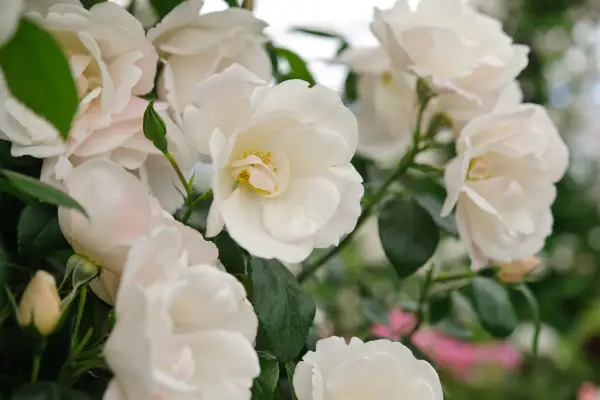 Rosa 'amistad de extraños'