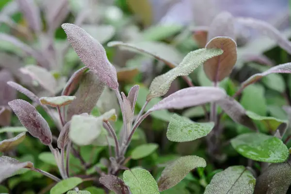 Salvia officinalis 'Purpuraseens'