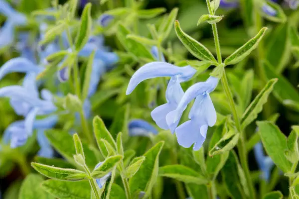 Salvia Patent 'Cambridge Blue'