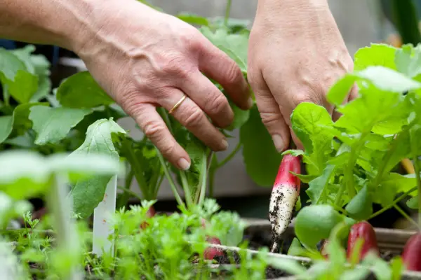 Sei colture da raccogliere ad aprile