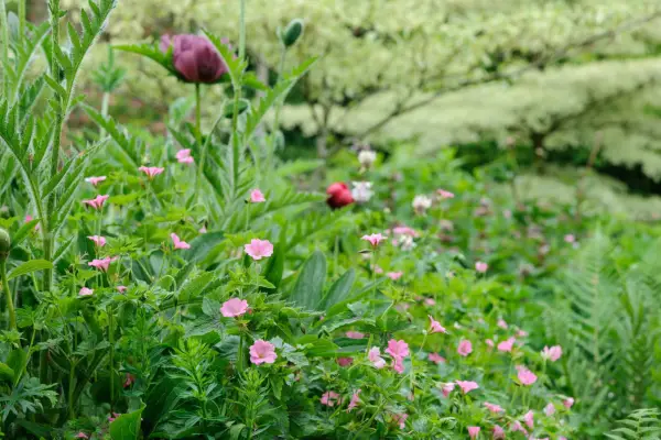 Poppies and geraniums