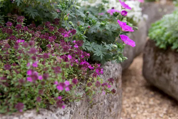 Geranium and thyme
