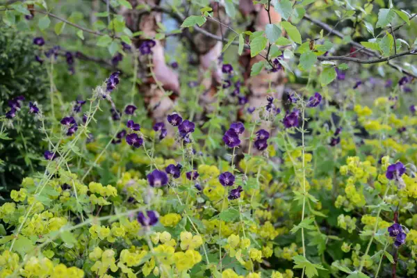 Cranesbill and euphorbia