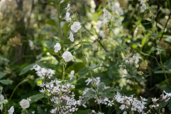 Ragged robin and geraniums