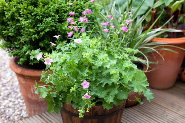 Alchemilla and geraniums