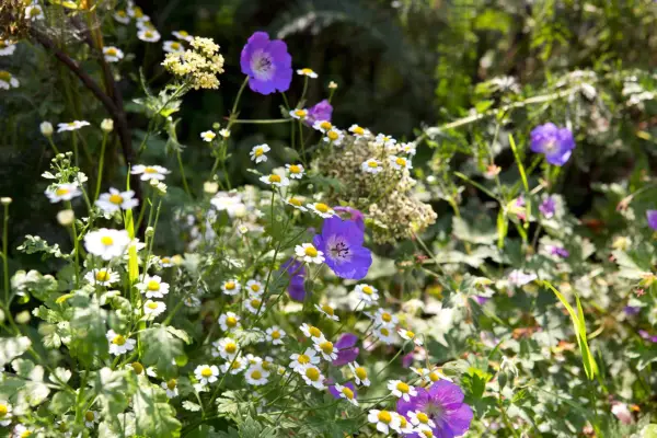 Geranium and feverfew