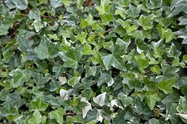 Ivy leaves