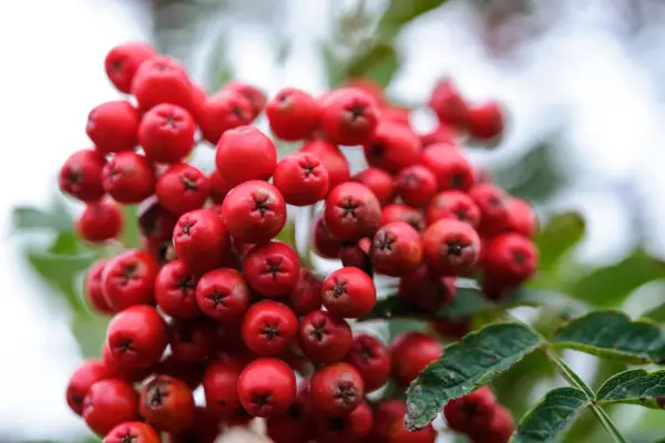 Red rowan berries