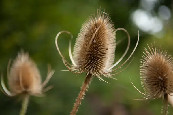Teasel seedhead