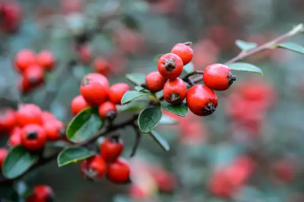 Red cotoneaster berries