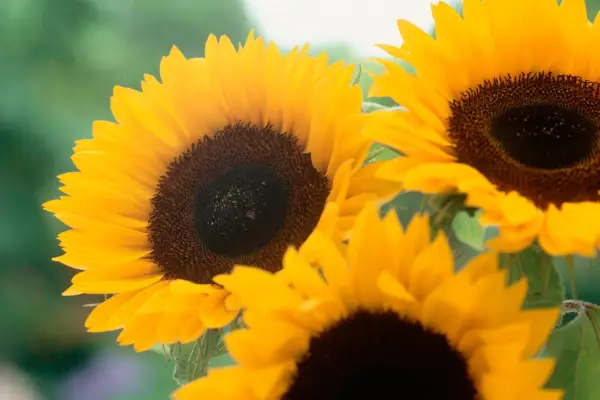 Yellow sunflowers
