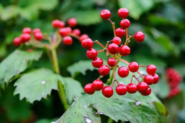 Red berries of guelder rose