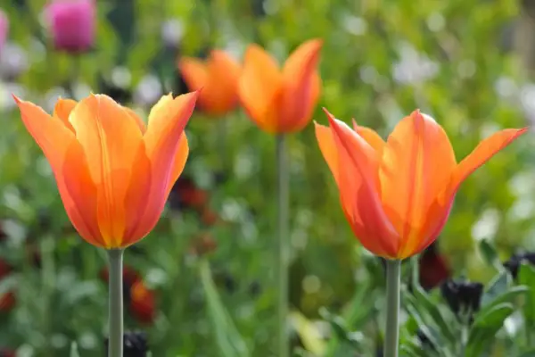 Est venu comme une «ballerine»