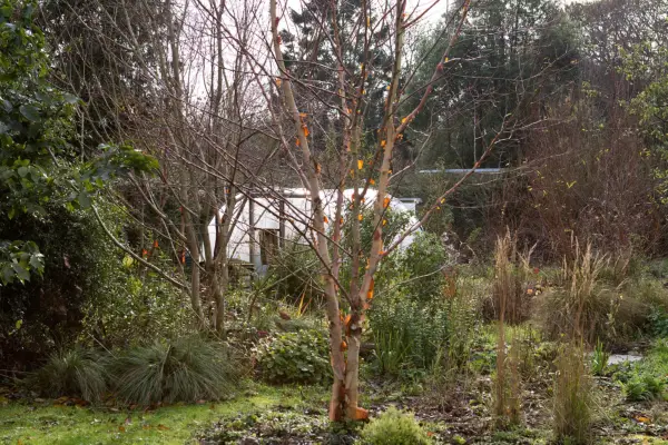 Betula albosinensis septentrionalis
