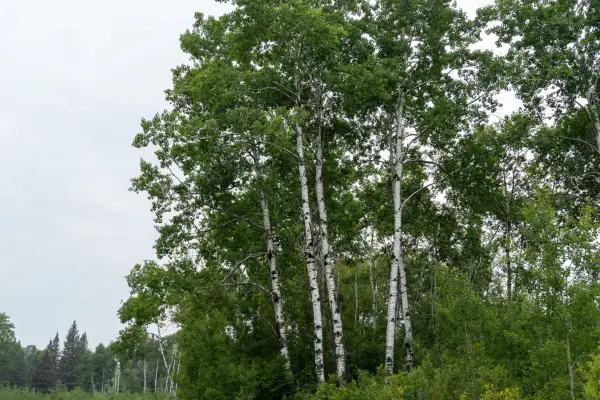 Betula papyrifera. Getty Images