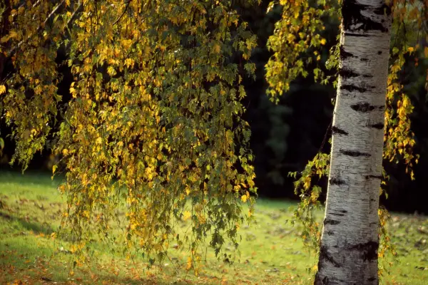 Betula utilis subsp. jacquemontii. Getty Images