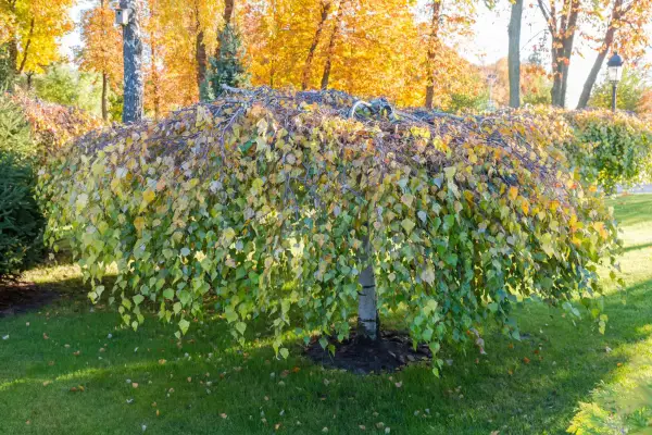 Betula youngii. Getty Images