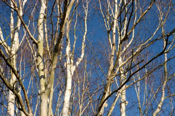 Betula utilis subsp. jacquemontii 