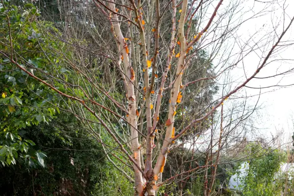 10 typer bjørketre for å vokse