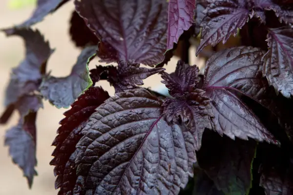 Shiso or Chinese basil