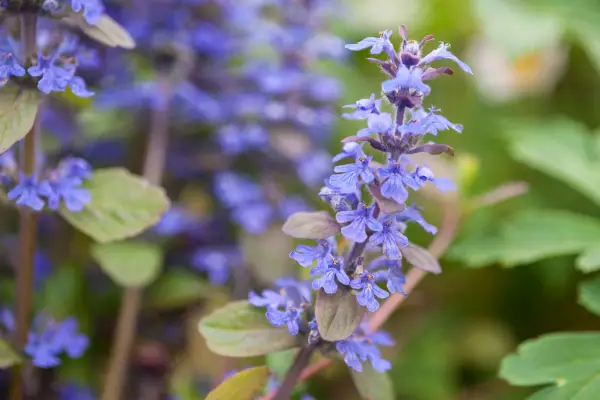 Ajuga Abstans 'Braunherz'