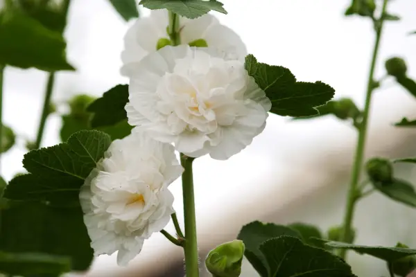 Alcea 'הכלה'