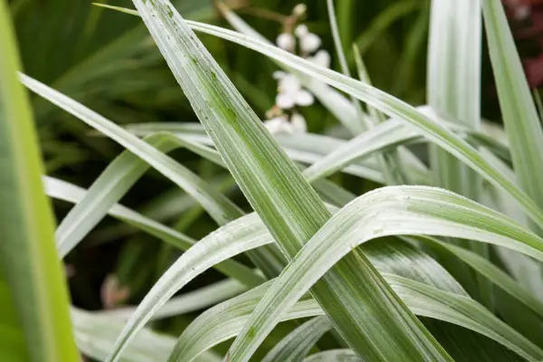 Doplněk Cathamica 'Silver Shadow'