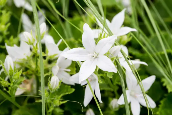 Campanula Poscharskyana 'E. H. Frost '