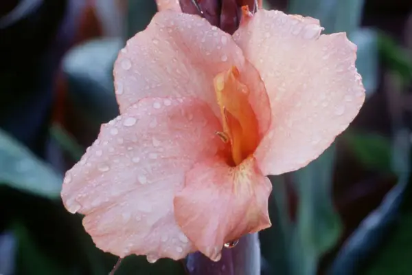 Canna 'Alberich'