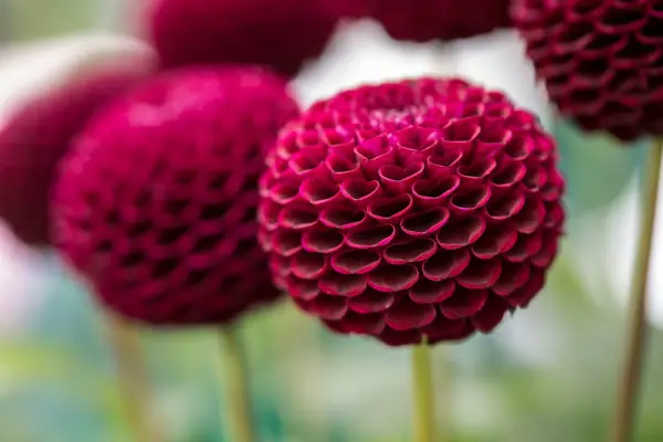 달리아 '무어 플레이스'