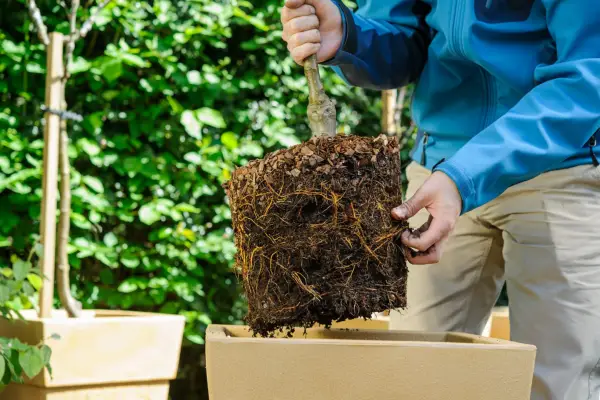 Planting an apple tree in a pot