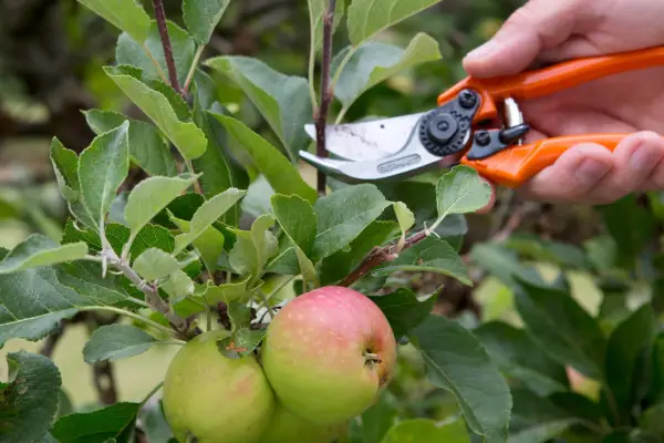 Pruning a leafy apple tree shoot in summer