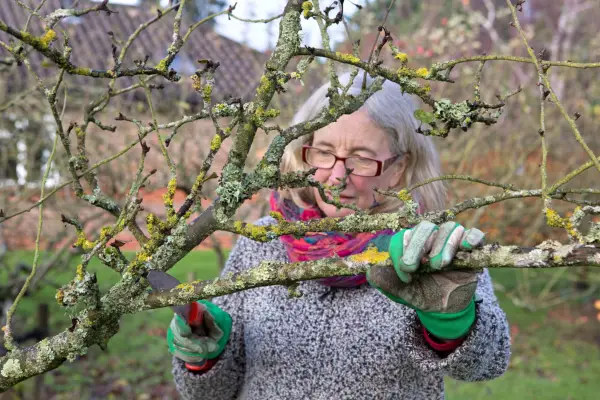 Pruning an apple tree in winter