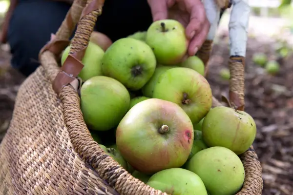 Harvested apples in a basket
