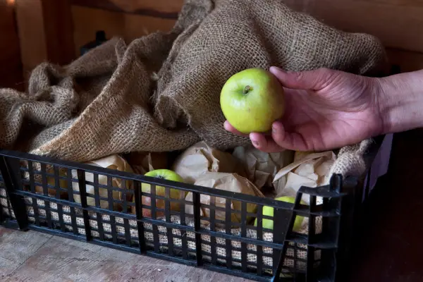 Storing apples in brown paper and hessian