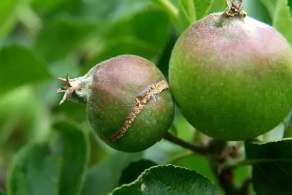 A ring scar around a growing apple