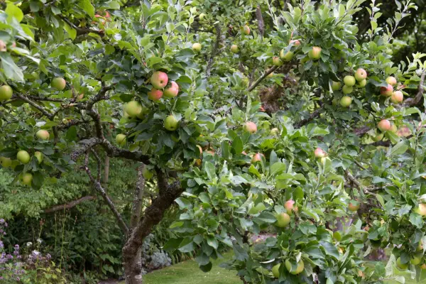 An apple tree laden with ripening fruit